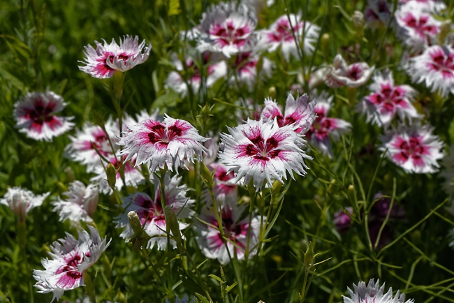 Jardin Botanique de la Bastide-023